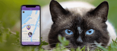 GPS Katt - verdens minste katte tracker med global rekkevidde!